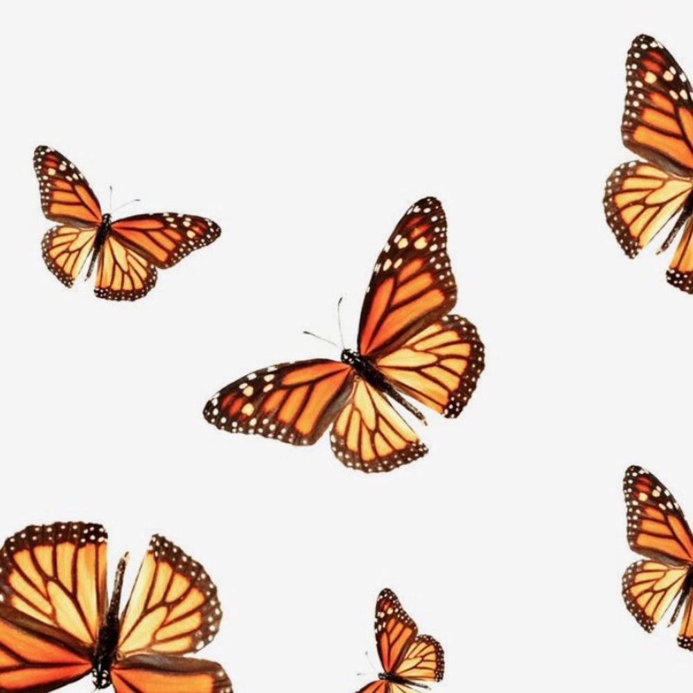 Meet your Posher, Scarlett